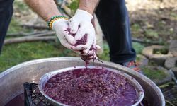 Kastamonu’da yetiştiriliyor: Kanser hücrelerinin oluşumunu önlüyor!