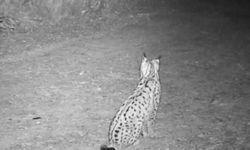 'Ormanın hayaleti' görüntülendi