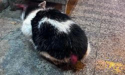 Bu nasıl insanlık? Taşköprü’de kedilerin kuyruk acısına kim dur diyecek?