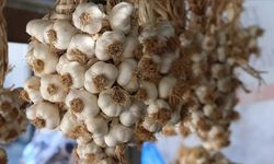 Taşköprü sarımsağının faydaları saymakla bitmiyor!