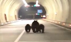 Tünelde 3 Ayı Görüntülendi: 1100 Metrelik Koşu Heyecan Yarattı