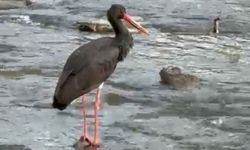 Türkiye'de nadir görülüyordu: Komşu ilde görüldü