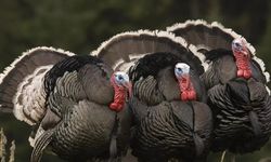 Kastamonu'da satışa çıktı: Yılbaşı hindi fiyatları cep yakıyor!