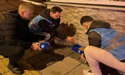 Bozkurt’ta Sokak Hayvanlarına Kış Desteği