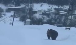 Kastamonu’da Kış Uykusuna Yatamayan Bozayı Yerleşim Yerine İndi
