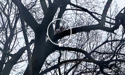Ağaçta mahsur kaldı: 1 Haftadır Kurtarılmayı Bekliyor