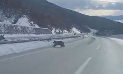 Kastamonu'da Bozayılar Uyumadı: Zorlu Kış Mücadelesi Kamerada