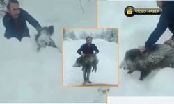 İlginç Anlar: Sürüdeki Domuzu Elleriyle Yakaladı (görüntülü haber)