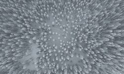 Ilgaz Dağı'nın karlı ormanları havadan görüntülendi