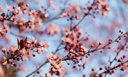 İlk cemre için geri sayım: 2026’da cemreler hangi günlerde düşecek?