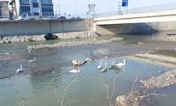 İnebolu Çayı’nda 7 Kuğu Sürprizi