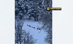 Kastamonu’da Yerleşim Yerlerine Yakın Domuz Sürüsü Görüntülendi