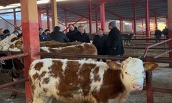 Müjde Geldi: Kastamonu Hayvan Pazarında Yeni Gelişme