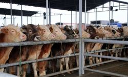 Kastamonu İl Tarım ve Orman Müdürlüğü duyurdu: Başvuru süreci açıklandı!