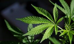 Kastamonu’da Kenevir Dönemi Resmen Başladı: Resmi Onay Geldi