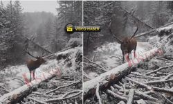Kastamonu’da kızıl geyik görüntülendi