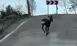 Kastamonu Yolunda Karaca Sürprizi