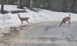 Kastamonu Yolunda Karacalar Görüntülendi