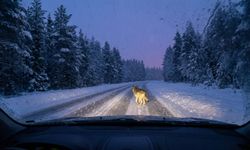 Kastamonu'da Aç Kalan Kurt Yola İndi