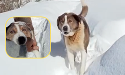 Kastamonu'da Kara Saplanan Yaşlı Adamın Yardımına Köpeği Yetişti