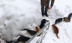 Kastamonu'da köy imamının seslendiği kedilerin karda yürüyüşü gülümsetti
