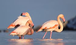 Kastamonu'da nadir görüntü: Ezine Çayı'na gelen flamingolar ilgi odağı oldu