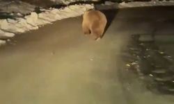 Kastamonu'da vakaya giden ambulansın önüne ayı çıktı