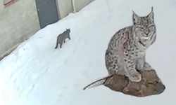 Kastamonu’da Vaşak Bu Kez Köy İçinde Görüntülendi