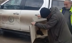 Kastamonu’da Yaralı Ördeğe Şantiye İşçisinden Duyarlı Davranış