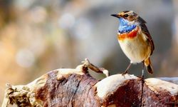 Kastamonu’dan KERTİK 2025’e Anlamlı Başarı