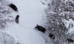 Kastamonu'nun İlçesinde Yoğun Kar Yaban Hayatını Yüzeye Çıkardı