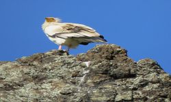 Taşköprü’de Mısır Akbabası görüntülendi