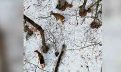 Kastamonu'da Kar Altında Doğal Yaşam: Karacalar Dronla Görüntülendi