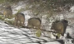 Karla Kaplı Arazide Yaban Domuzları Görüntülendi