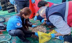 Kastamonu Sahillerinde Beyaz Kum Midyesi Avcılığına Sıkı Denetim
