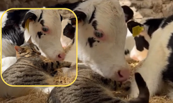 Ahırda Kalpleri Isıtan Dostluk: Kedi Buzağıların Yanında Uyudu