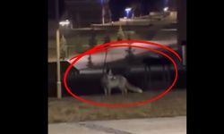 Tilki kampüse indi: Kastamonu Üniversitesi’nde dikkat çeken görüntü