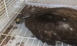 Kastamonu’da Yaralı Doğan Emin Ellerde