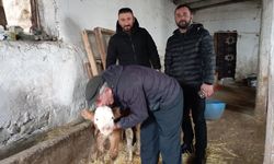 Buzağıyı Ahırdan Eve Taşıdı, Sonrası Herkesi Şaşırttı!