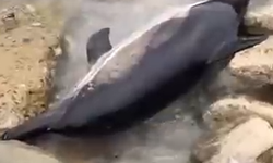 Çatalzeytin’de Ölü Yunus Kıyıda Bulundu