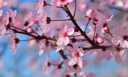 Son Cemre toprağa düştü: Baharın habercisi doğa ile buluştu