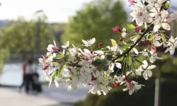 Baharın müjdecisi ilk cemre havaya düştü, sırada su ve toprak var