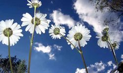 2026 Yılında Cemreler Ne Zaman Düşecek: Tarihleri Belli Oldu