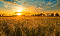 Devrekani’de çiftçilere kritik uyarı: Listeler askıya çıktı