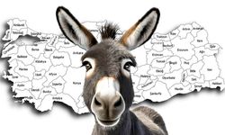 Kastamonu'da Kaç  Eşek Var? 33 Yıl Sonra İlk Artış