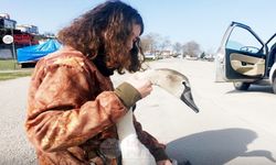 İnebolu’da Doğaya Sahip Çıkan Örnek Davranış: Yaralı Kuğu Emin Ellerde