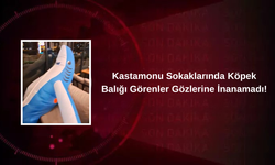 Kastamonu'nun İlçesinde Köpek Balığı Görenler Gözlerine İnanamadı!