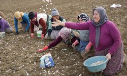 'Beyaz Altın' Toprağa Erken Girdi: Taşköprü'de Hedef 30 Bin Ton