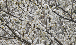 Kastamonu’da Baharın İlk İşareti: Beyaz Çiçekler Açtı