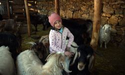 Kastamonu'da okuldan çıkar çıkmaz ahıra koşuyor: 8 yaşındaki Ceyda keçileriyle büyüyor